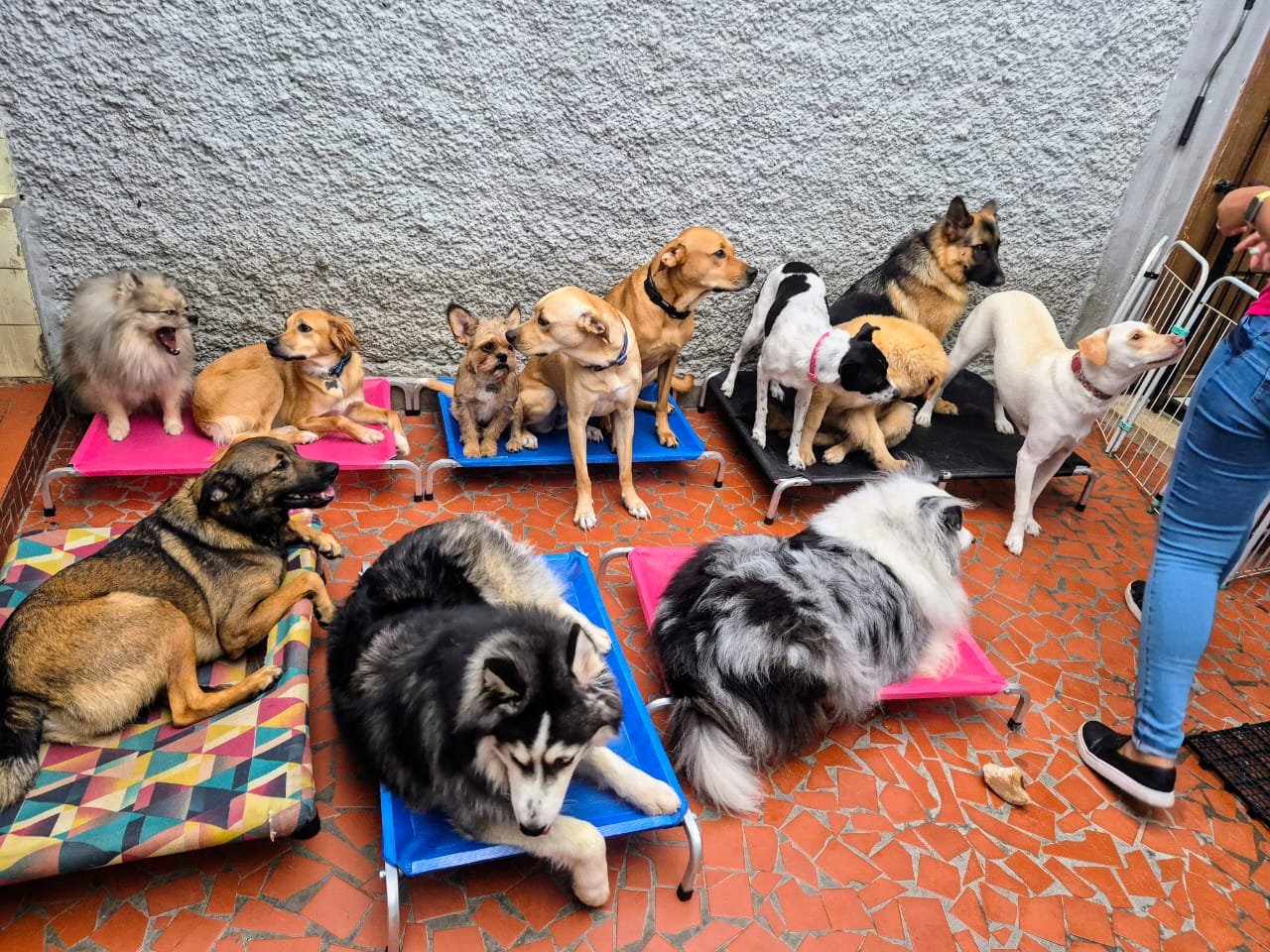 Escola Canina