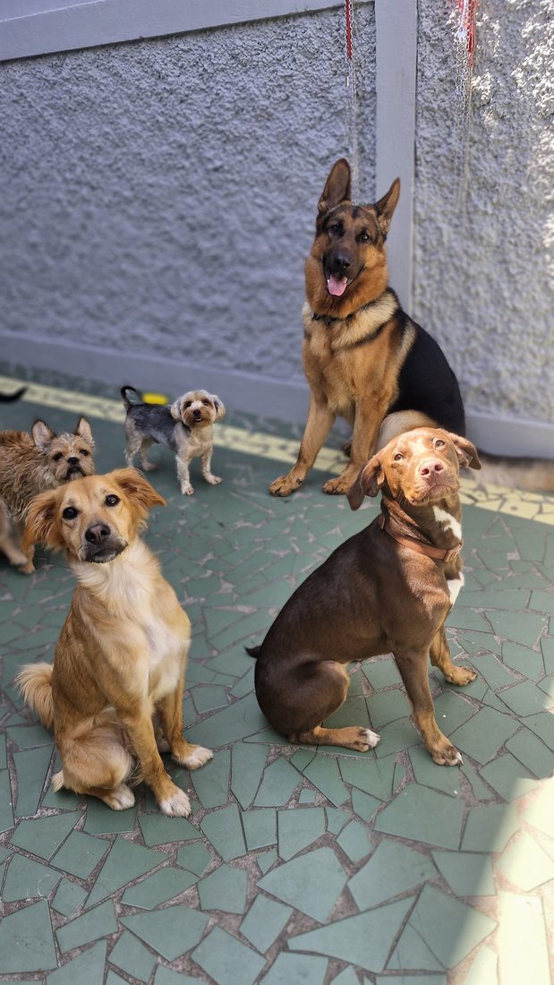 Ane com os cães na rotina