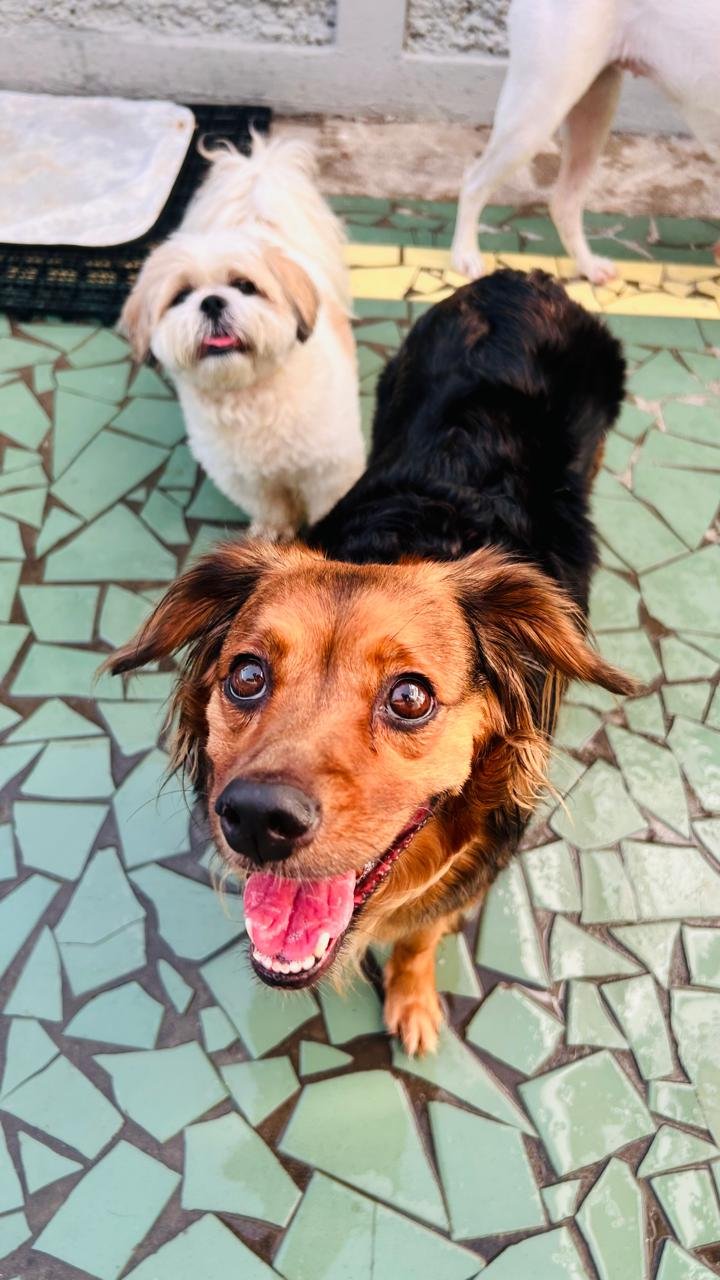 Cachorros pequenos atentos